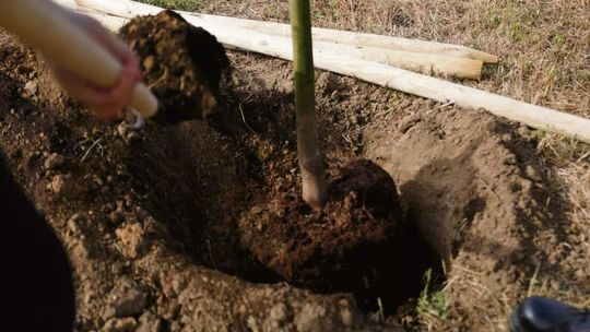 8,5 tysiąca nowych roślin w Opolu! MZD sadzi drzewa, krzewy i trawy w całym mieście
