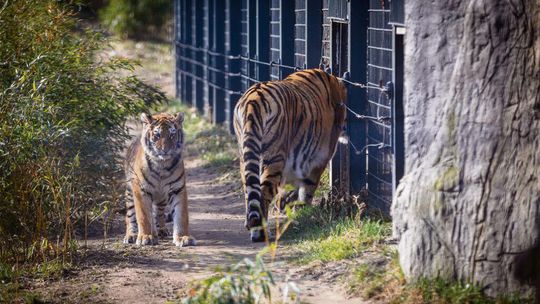Amurki z opolskiego ZOO wkraczają w nowy etap. Tajga i Tundra odkrywają świat