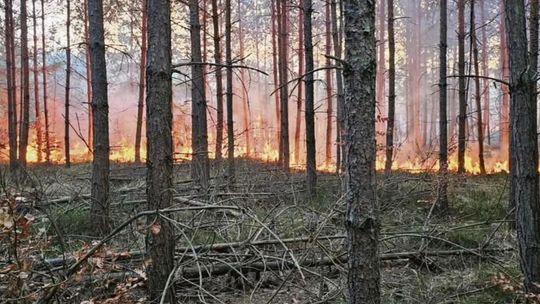 Bardzo wysokie zagrożenie pożarowe w lasach. RCB ostrzega mieszkańców Opolszczyzny
