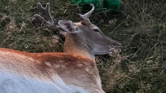 Daniel uwolniony z plastikowej siatki. Przez trzy tygodnie biegał z zasłoniętymi oczami
