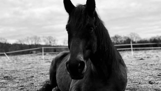 Dramat w znanej stajni – potem finansowy cios. Gospodarstwo z Karczowa na krawędzi