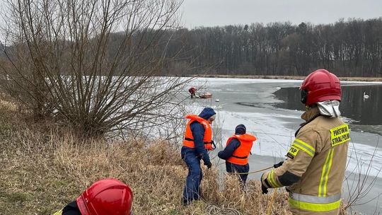 Martwe łabędzie zabezpieczane przez służby weterynaryjne na stawie w gminie Niemodlin.