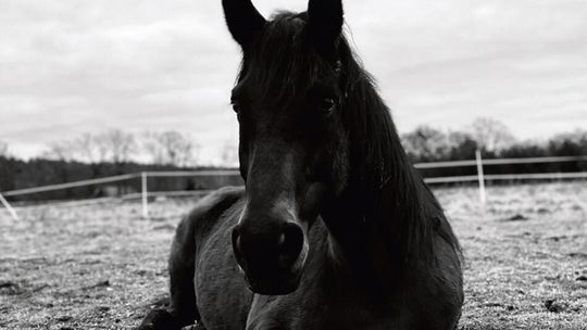 Najpierw śmierć konia,  teraz widmo bankructwa