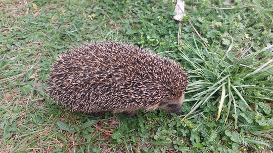 Nie sprzątaj ogrodu do ostatniego liścia. Jesienią możesz pomóc jeżom, ptakom i owadom