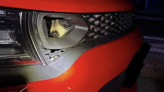 Niecodzienna interwencja strażaków. Dzikie zwierzę utknęło w zderzaku auta