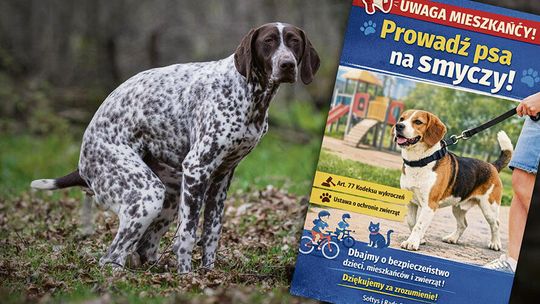 „Niespodzianki”  na trawnikach  i psy bez kontroli