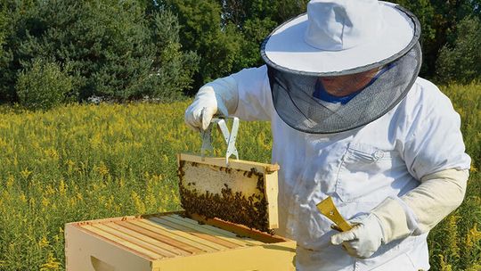 Nowe obowiązki dla posiadaczy uli