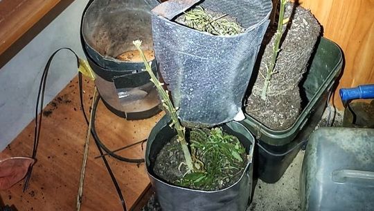 Ozimek: Lewy prąd i domowa plantacja. Podwójna wpadka 42-latka