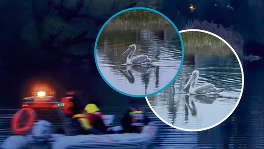 Pelikan znów uciekł z opolskiego zoo! Dryfował nocą Odrą, strażacy ruszyli w pościg motorówką