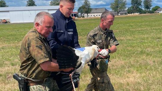 Potrącony i pozostawiony bez pomocy - bocian nie mógł odlecieć