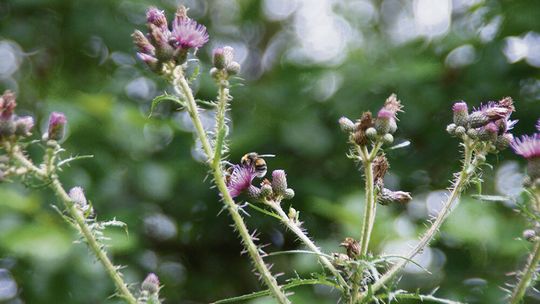 Przyroda najlepszym nauczycielem?