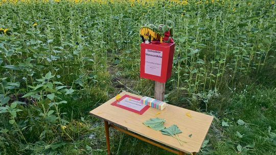 Słoneczniki za 1 zł w Tarnowie Opolskim. Zerwij sam kwiat i wrzuć pieniądze do czerwonej skrzyneczki