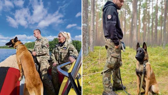 Sukces OPOLSARU! Trzy psy zdobyły certyfikaty HRD. To efekt setek godzin treningów