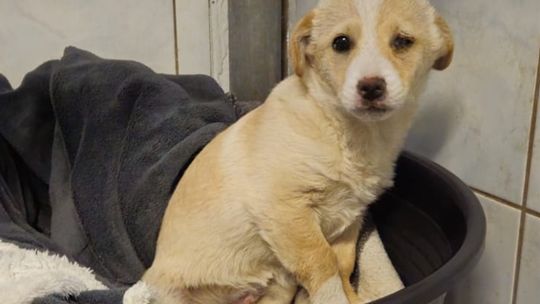 Szczeniak potraktowany jak śmieć Szczeniak potraktowany jak śmieć