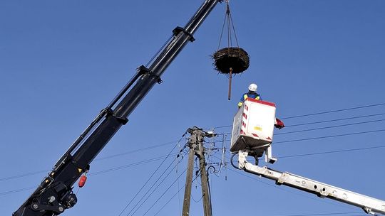Zadbali o bocianie gniazda Zadbali o bocianie gniazda