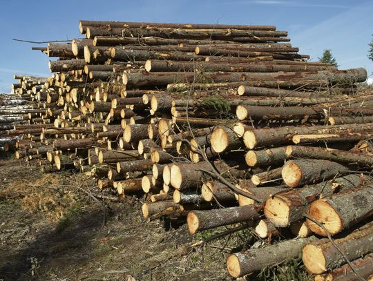Fragment wyciętego zagajnika w Krasiejowie z widocznymi pniami i śladami prac leśnych