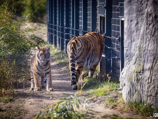Amurki z opolskiego ZOO wkraczają w nowy etap. Tajga i Tundra odkrywają świat