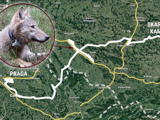 Autostrada A4 zatrzymała młodego wilka w poszukiwaniu partnerki