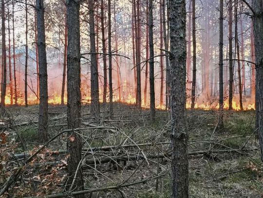 Sucha ściółka leśna w województwie opolskim objęta alertem RCB z powodu wysokiego zagrożenia pożarowego