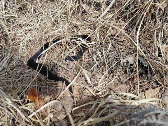 Czarna żmija w lesie pod Opolem. Niezwykłe spotkanie podleśniczego