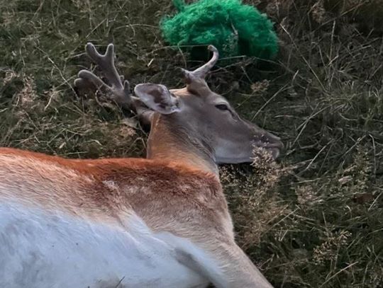 Daniel uwolniony z plastikowej siatki. Przez trzy tygodnie biegał z zasłoniętymi oczami