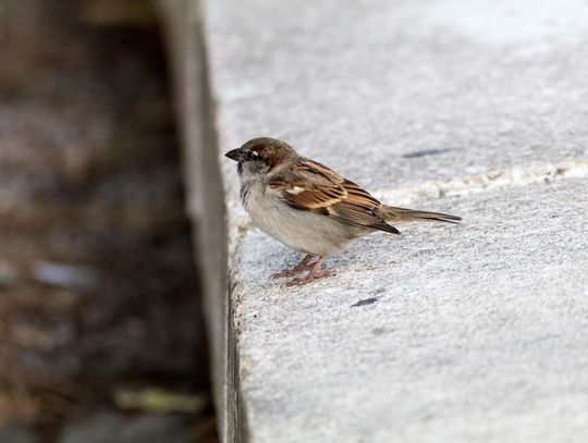 Dźwiękowy odstraszacz na szpaki: Jak działa i czy jest skuteczny? Dźwiękowy odstraszacz na szpaki: Jak działa i czy jest skuteczny?