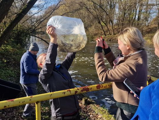 Koło PZW Jedlice zarybia Małą Panew