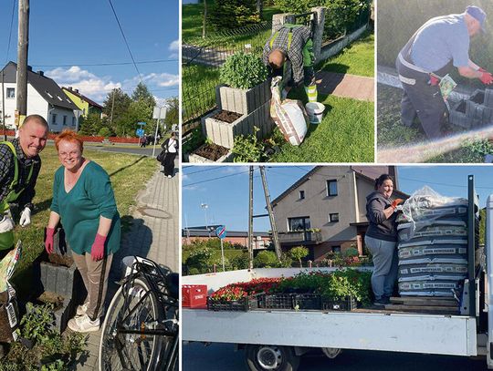 Kosorowice zakwitły dzięki mieszkańcom