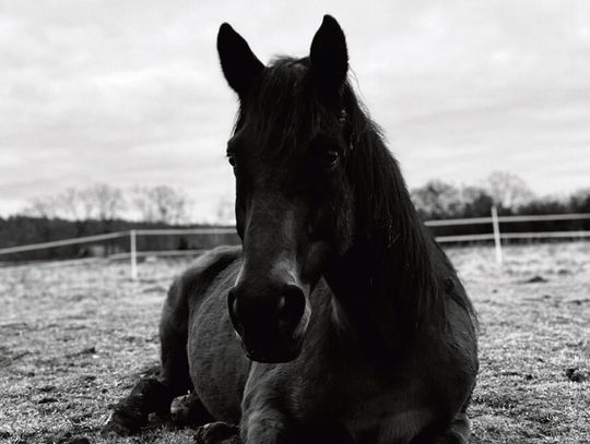 Najpierw śmierć konia,  teraz widmo bankructwa