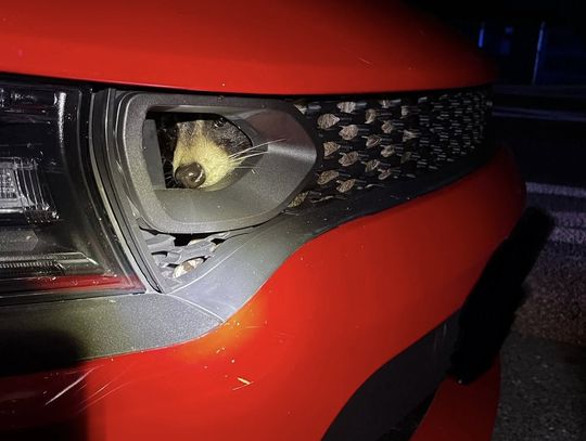 Niecodzienna interwencja strażaków. Dzikie zwierzę utknęło w zderzaku auta