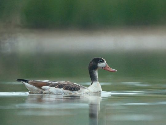 Niecodzienny gość w Borach Niemodlińskich. Na stawie pojawił się ohar
