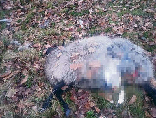 Niepokój w Przysieczy po ataku wilków