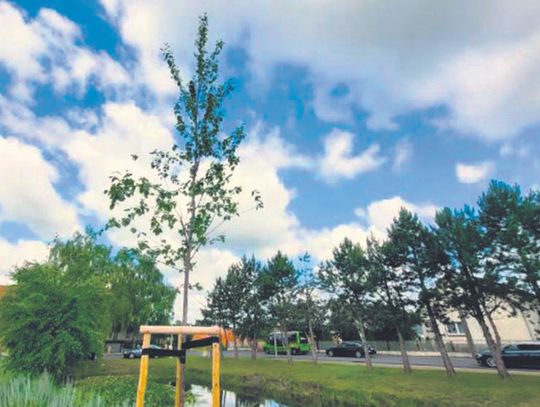 Nowe nasadzenia  w pasach drogowych Nowe nasadzenia  w pasach drogowych