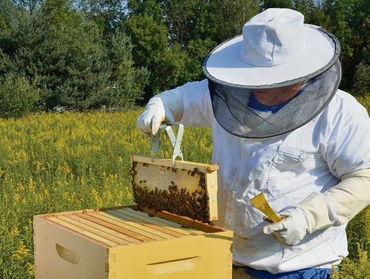 Nowe obowiązki dla posiadaczy uli
