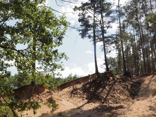 Nowe rezerwaty przyrody w powiecie opolskim? Nowe rezerwaty przyrody w powiecie opolskim?