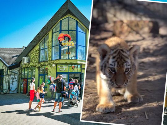 Mała tygrysica Amura z opolskiego zoo – smutna wiadomość o jej śmierci