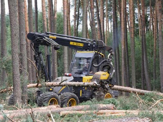 Opolskie lasy pod znakiem prac gospodarczych