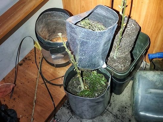 Ozimek: Lewy prąd i domowa plantacja. Podwójna wpadka 42-latka