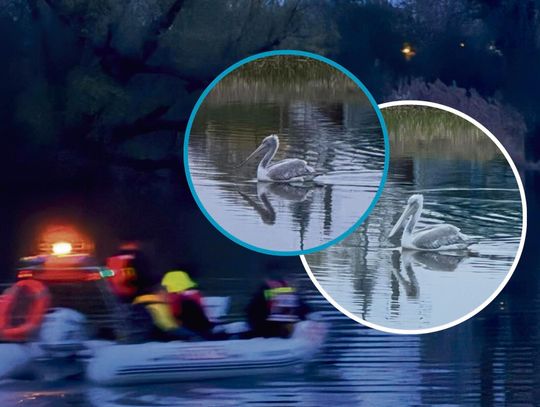 Strażacy na motorówce wyciągają pelikana dryfującego nocą na Odrze