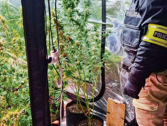 Plantatorzy  marihuany  w rękach policji