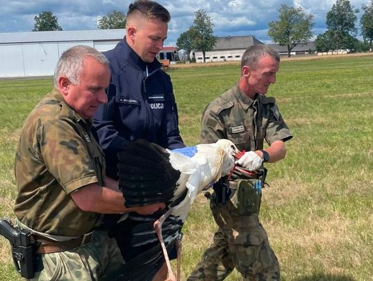 Potrącony i pozostawiony bez pomocy - bocian nie mógł odlecieć