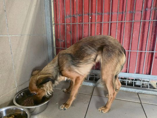 Wychudzona suczka porzucona na terenie Schroniska dla Bezdomnych Zwierząt przy ulicy Torowej w Opolu szuka nowego domu.