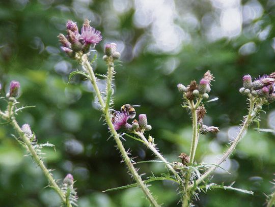 Przyroda najlepszym nauczycielem?