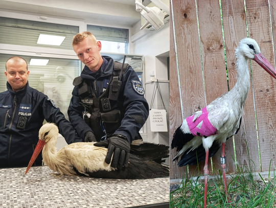 Policjanci z Ozimka transportują rannego bociana znalezionego na polu w Dańcu do ośrodka rehabilitacji dzikich zwierząt.
