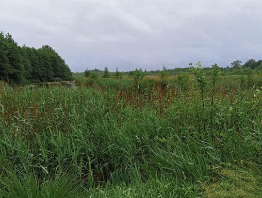 Widok na Staw Nowokuźnicki w Nowej Kuźni – rezerwat przyrody w gminie Prószków