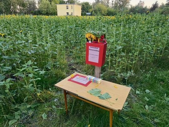 Samozbiór słoneczników w Tarnowie Opolskim przy ul. Dworcowej – świeże kwiaty i czerwona skrzyneczka na opłatę za zerwany słonecznik.