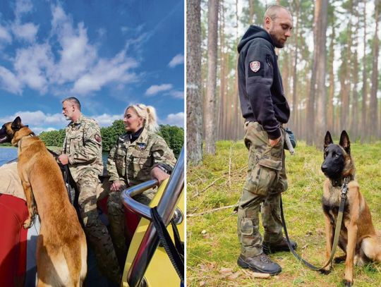 OPOLSAR  psy ratownicze  certyfikacja HRD  owczarki belgijskie  poszukiwania osób zaginionych