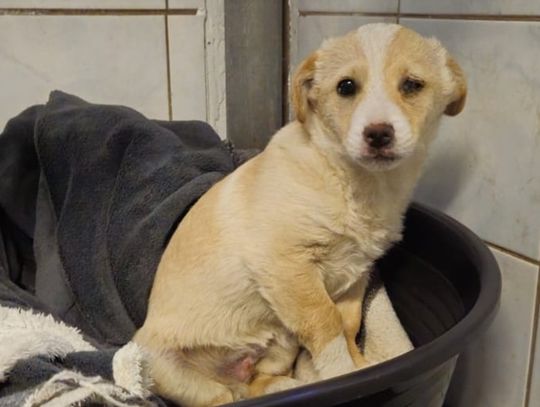 Szczeniak potraktowany jak śmieć Szczeniak potraktowany jak śmieć