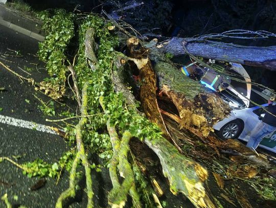 Strażacy usuwający powalone drzewo z jezdni na ul. Pomologia w Prószkowie po uderzeniu samochodu.