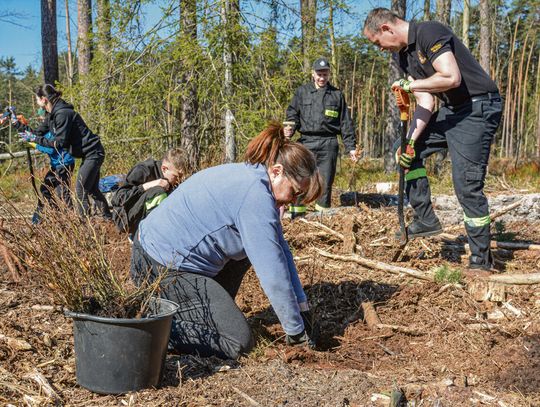 Uczestnicy akcji „Zielonym do Góry” sadzący młode buki w lesie w gminie Dąbrowa